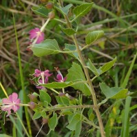 Clerodendrum phlomidis L.f.